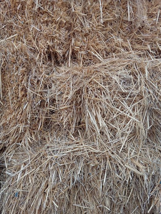 Продам солому пшеницы