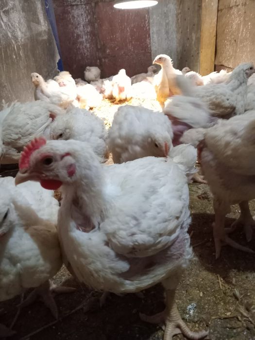 Pui,gaini, gaste, curci, rațe de casa vii sau sacrificate