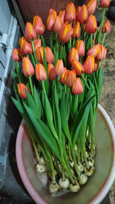 Тюльпаны к 8 марту, оптом и в розницу.