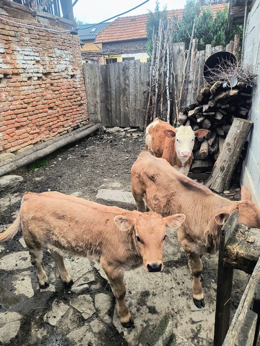 Aduc vitei pe comanda jn toata roamnia