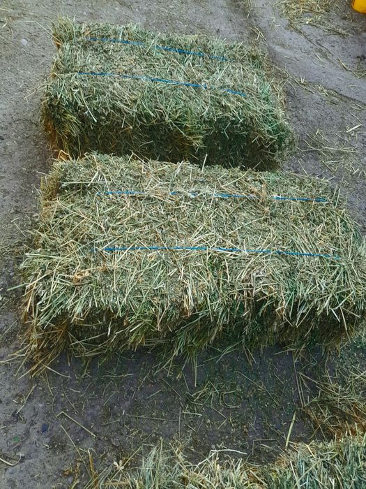 Baloți de lucernă,