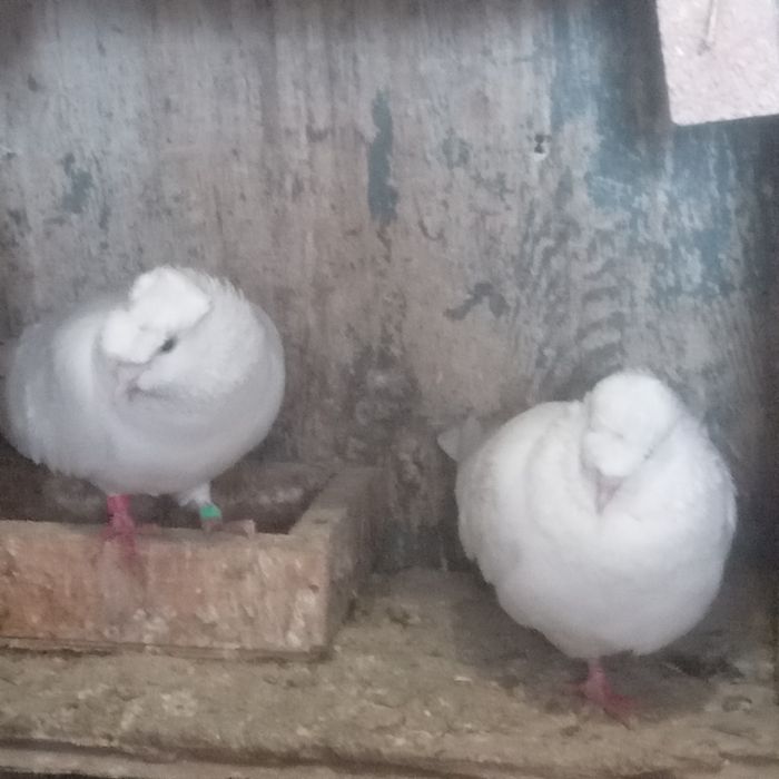 Продам домашних голубей.