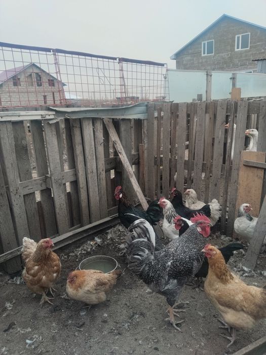 Продам кур петухов
