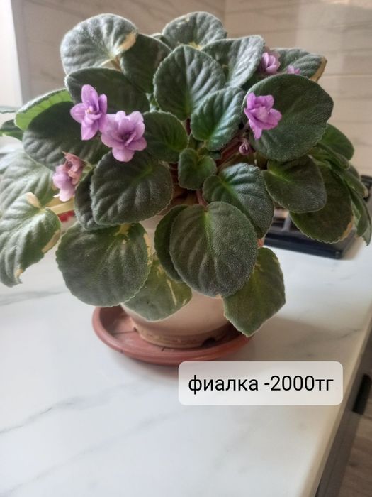 Комнатные цветочки
