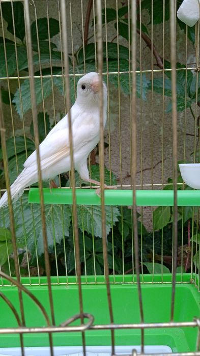 Продам канарейку певчую