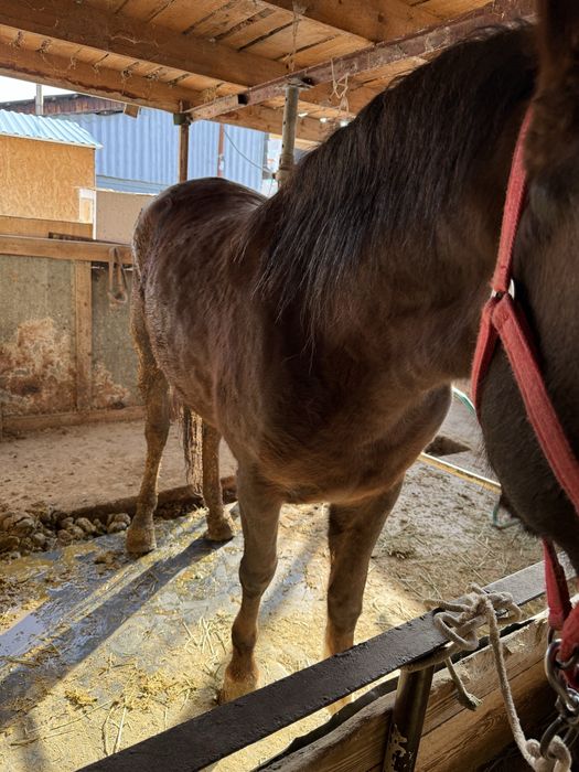 Кобыла Бие Лошадь