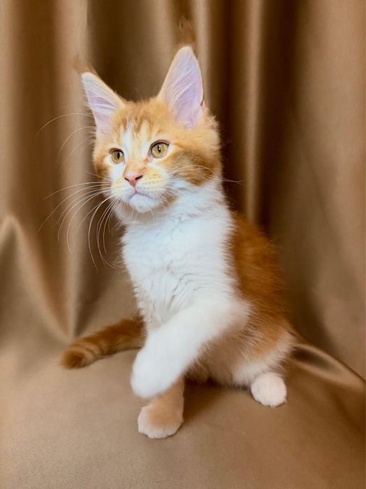 Котята породные мейн-кун