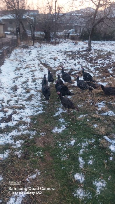 Тауықтар үйдікі үндіктер