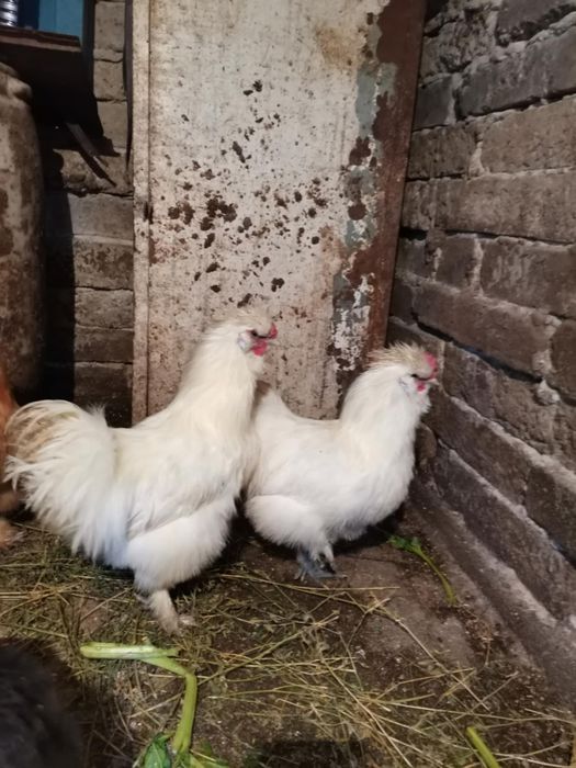 De vânzare cocos matase japoneza