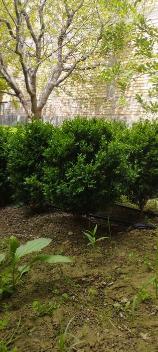 5 yillik shamshod kochatlari