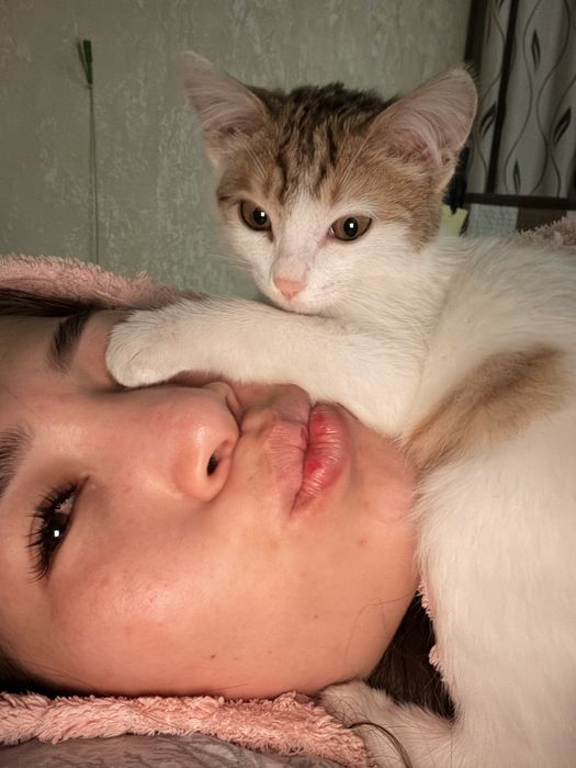 Отдам котенка девочку