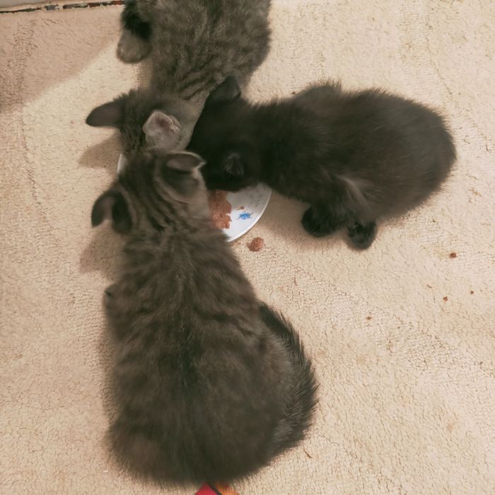 Котята шотландские вислоухие