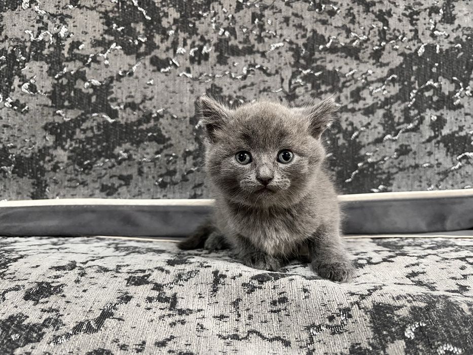 Продам    Котят.