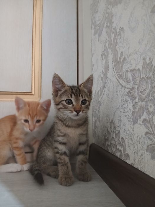 Hadyaga Mushuk bolalari