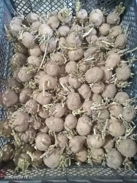 Картофель семенной
