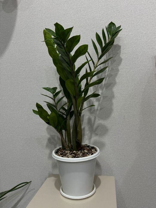 Комнатные растения район Ханшатыра