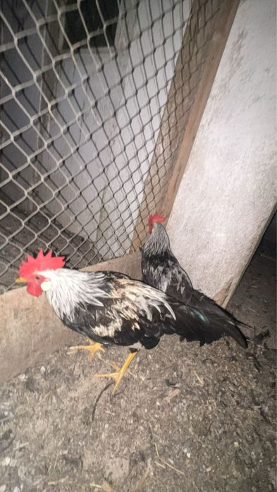 Cocos Sebright pui