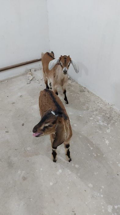 Продается козлики еркек лактар