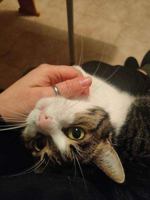 Разходка на кучета/Гледачка на котки/Dog walking/Pet sitter