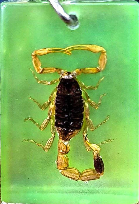 Брелок с настоящим Египетским Императорским Скорпионом внутри