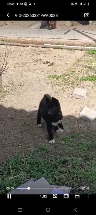 Продам лайку РЕЛ