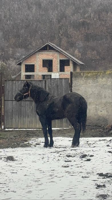 Schimb mânză cu vacă