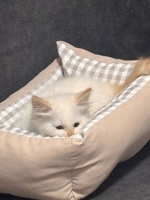Котенок 1.5 месяца