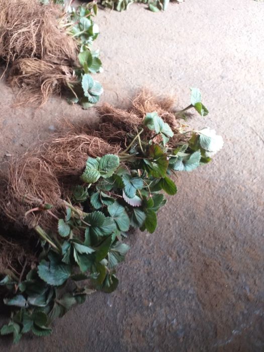 Vand stoloni de capsuni soiul magic și afine la ghiveci  soiul Duke