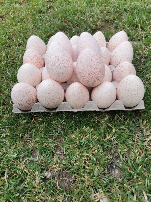 Oua de curca de casa pentru incubat