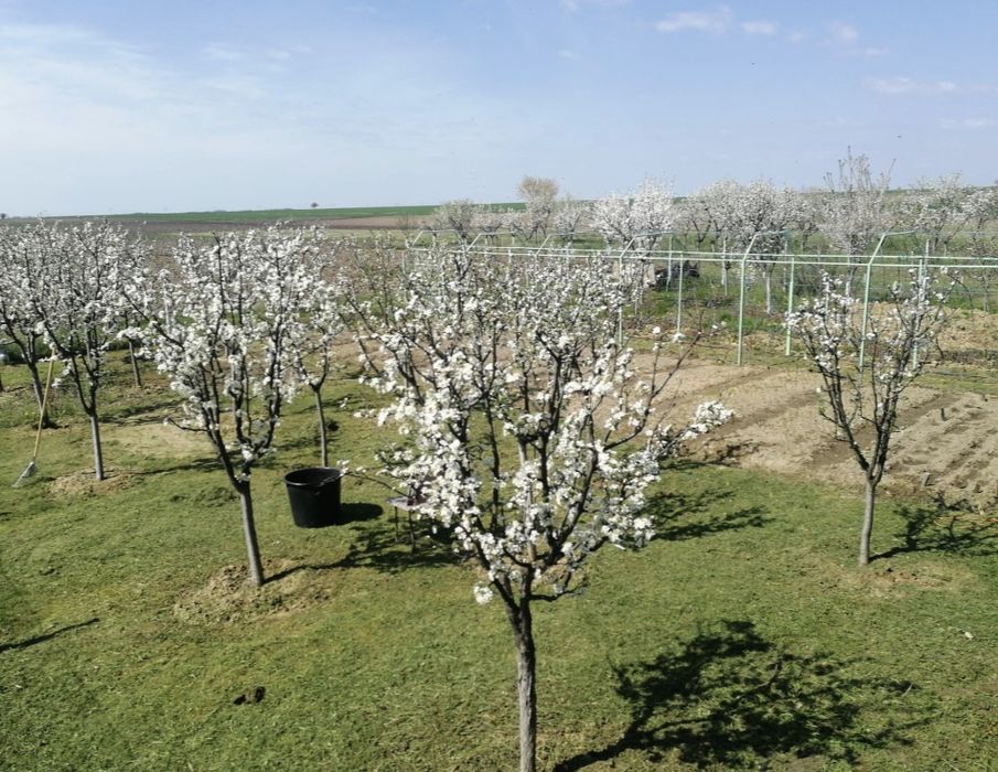 Grădina celor 100 de trandafiri
