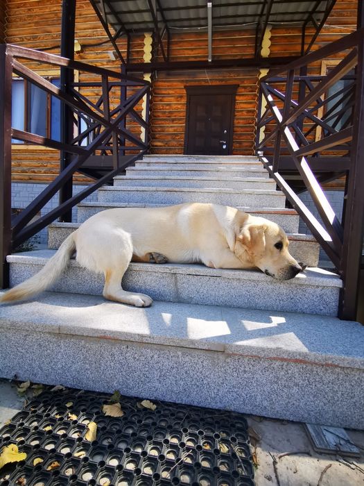 Вязка лабрадора