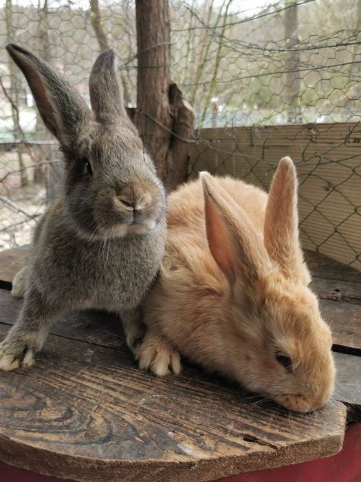 Iepurași de vânzare.