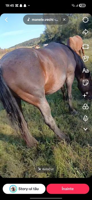 Iapă de vânzare numa de 5 anii foarte cuminte