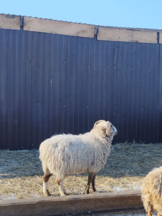 Продам барана. Кошкар