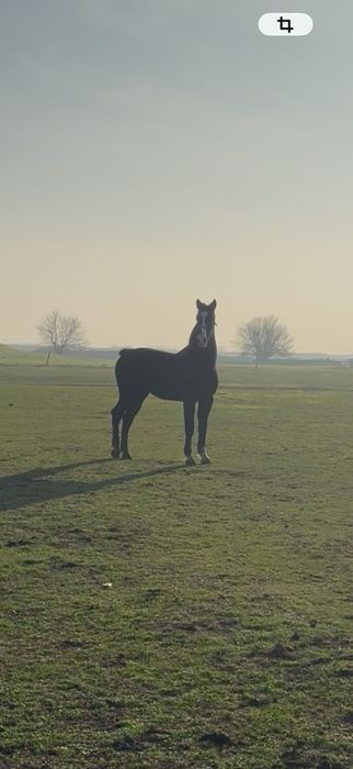 Armăsar Kwpn 1,5 ani