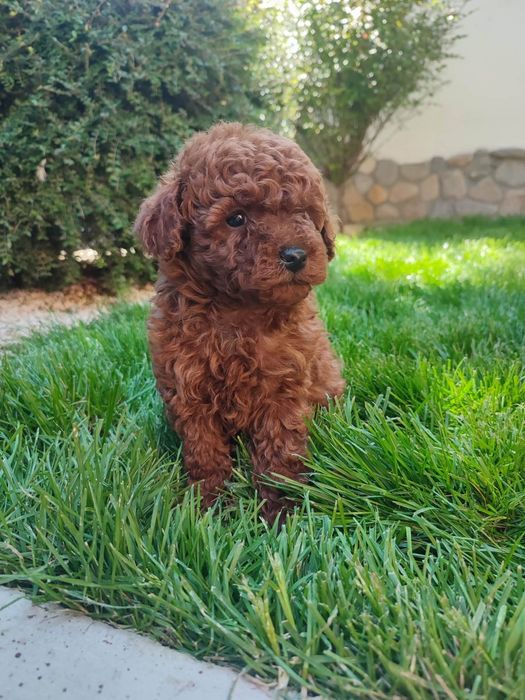 Пудел Той/Poodle Toy