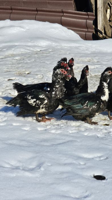 Rate si Ratoi lesesti