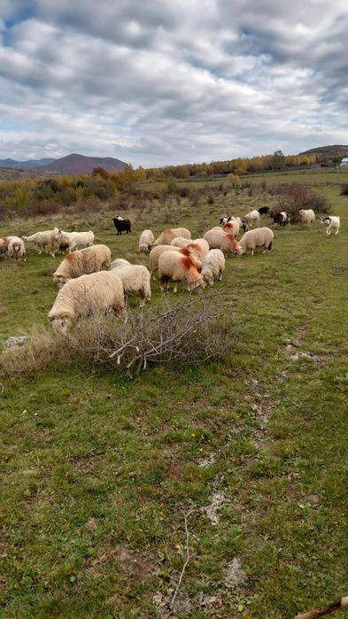 Vând 20 de oi, prima fătare