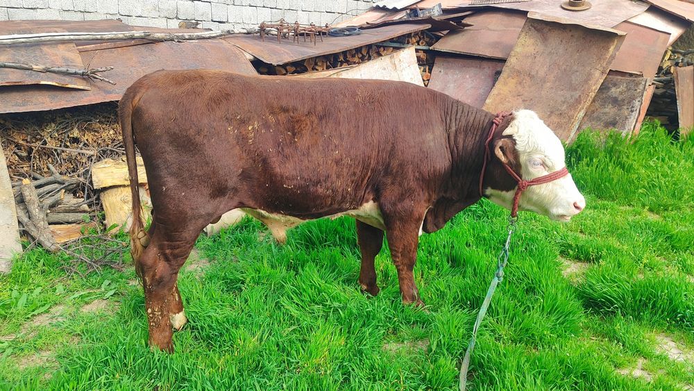 Бычки Сементал и Герефорд