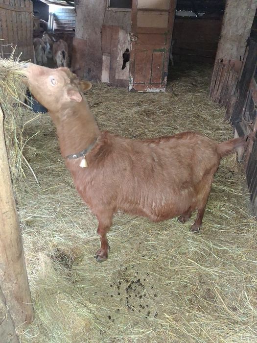 Vând capre gestante