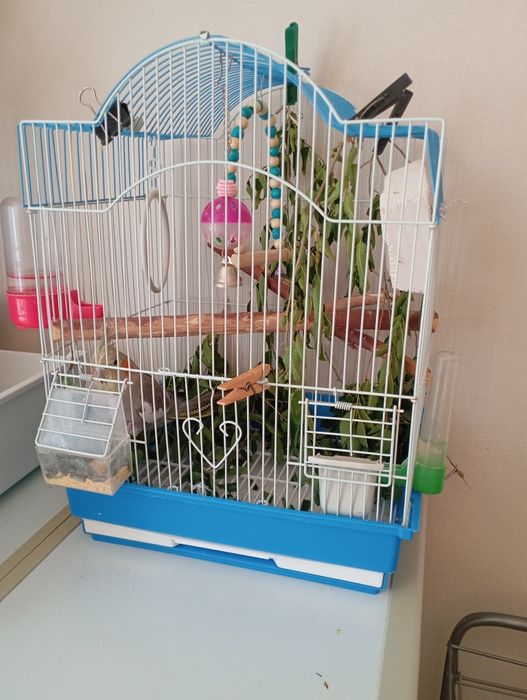 Попугай   корелла 1