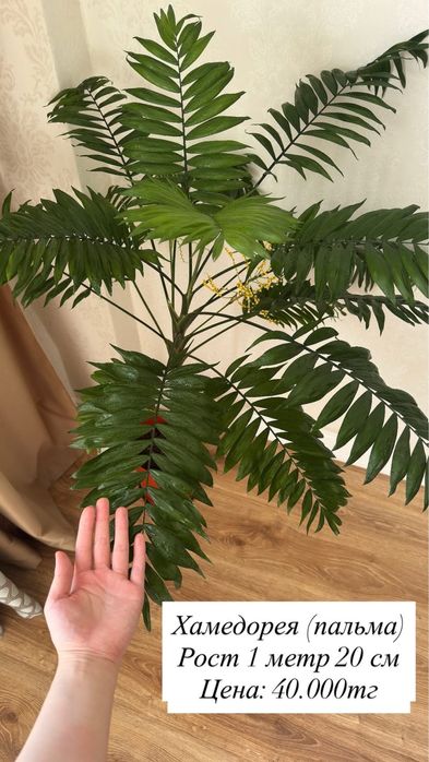 Продаю домашние цвет