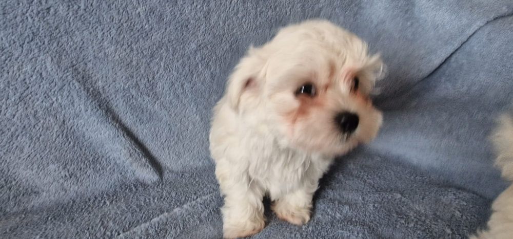 Vand cățeluș bichon