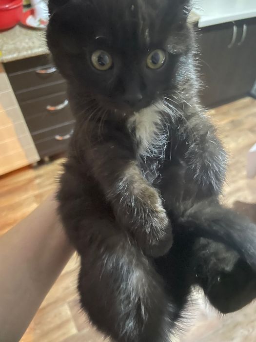 Отдам в добрые руки