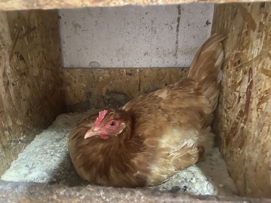 Үй тауықтары сатылады