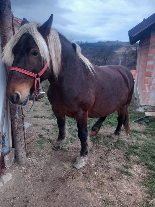 Iapa de vanzare de 7 ani