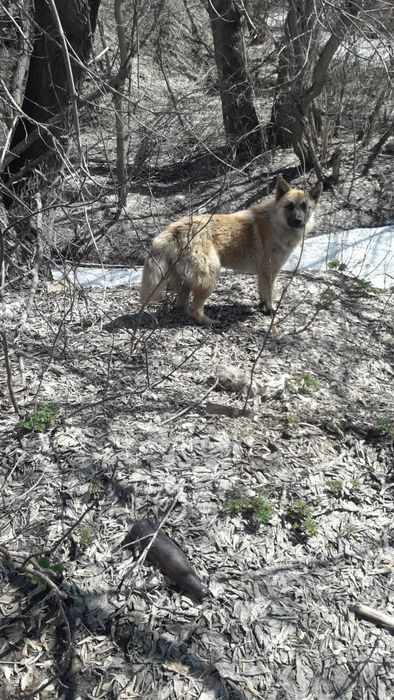 Отдам собак в хорошие руки