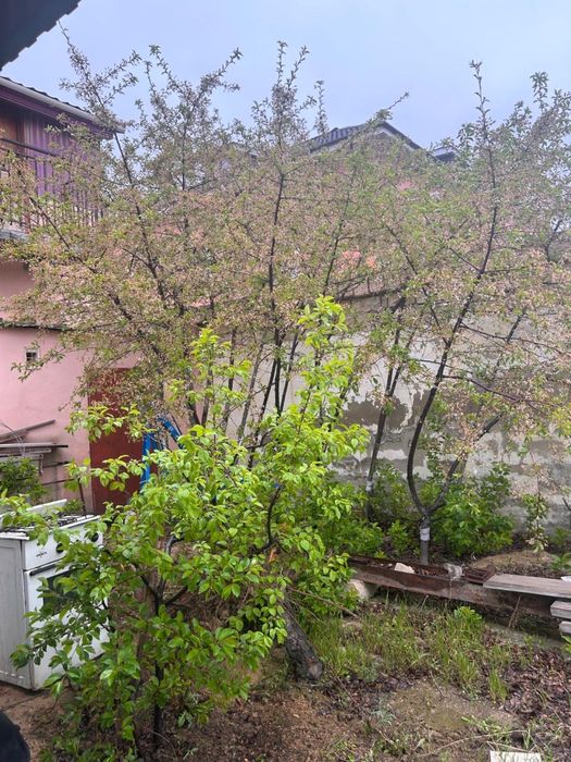 Ағаштар жеміс беріп тұрған сатамын.