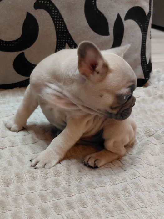 Френски булдог-булдочета