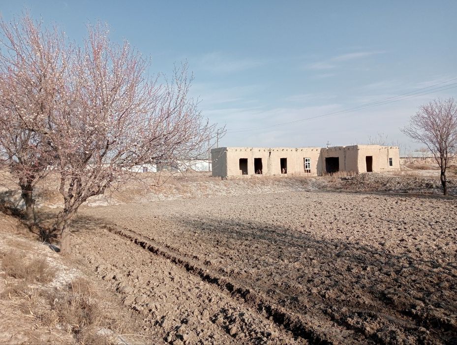 25 sotix Shofirkon Sug'utda